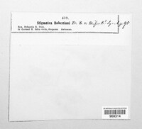 Coleroa robertiani image